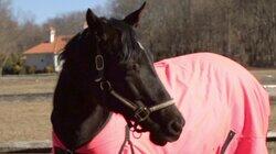 East Coast Gallops West East Coast Gallops West