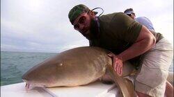Shark-a-mania! Shark-a-mania!