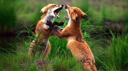 Mortal Combat Mortal Combat