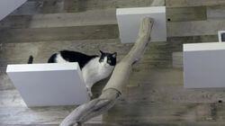 Condo Cat Creation Condo Cat Creation