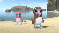 Eating Healthy with the Blue-footed Sula Birds Eating Healthy with the Blue-footed Sula Birds
