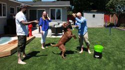 Football Pup Palace Football Pup Palace