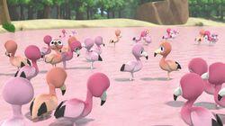 The Flamingo Ballet The Flamingo Ballet