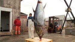 Bluefin Battle Bluefin Battle