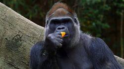 A Gorilla with Heart A Gorilla with Heart