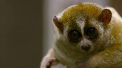 Slow Loris Romance Slow Loris Romance