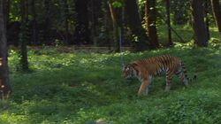The Tiger's Dance The Tiger's Dance
