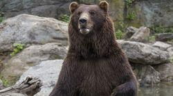 Bears Will Be Bears Bears Will Be Bears