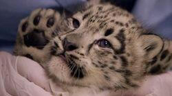 Miracle Cub Miracle Cub