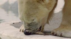 A Polar Bear in the City A Polar Bear in the City