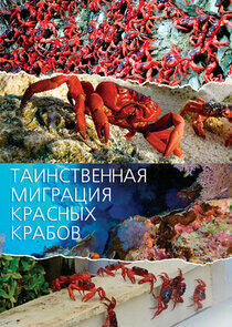 Mystery Migration: Red Crabs of Christmas Island Mystery Migration: Red Crabs of Christmas Island