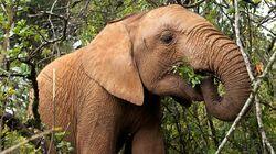 Elephant SOS Elephant SOS