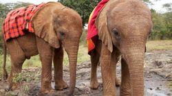 Baby Elephant Rescue Baby Elephant Rescue