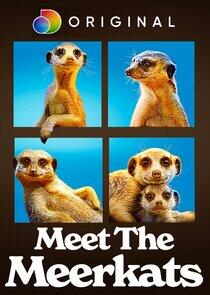 Meet the Meerkats Meet the Meerkats