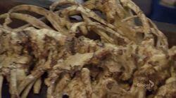 The Twisted Bones in the Melted Truck The Twisted Bones in the Melted Truck