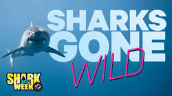 Sharks Gone Wild Sharks Gone Wild