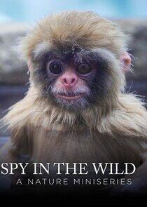 Spy in the Wild: A Nature Miniseries Spy in the Wild: A Nature Miniseries