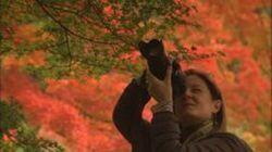 Haiku Poetry, Autumn Foliage: Otsu & Ogaki Haiku Poetry, Autumn Foliage: Otsu & Ogaki