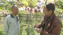 Japan's Wine Country: Katsunuma Japan's Wine Country: Katsunuma