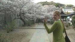 Getting Lost in Pink Petals