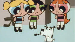 Monkey See, Doggie Do / Mommy Fearest