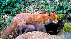 Mum Fox and Her Baby Cubs Mum Fox and Her Baby Cubs