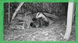 Peggy and Her Baby Cub Badgers Peggy and Her Baby Cub Badgers