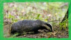 Meet the Badgers Meet the Badgers