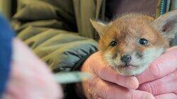 Fox Rescue Fox Rescue