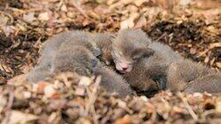 The Magnificent Seven Fox Cubs The Magnificent Seven Fox Cubs
