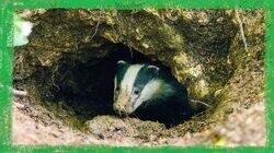 A Badger's Home: Dens and Setts A Badger's Home: Dens and Setts