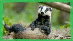 The Bluebelle Badger Clan The Bluebelle Badger Clan