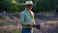 Lavender Harvest Lavender Harvest