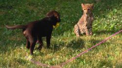 Dogs & Cheetahs & Companion Dogs Dogs & Cheetahs & Companion Dogs
