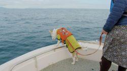 Whale Poop Dogs & Sheep Herding Dogs Whale Poop Dogs & Sheep Herding Dogs