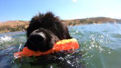 Stunt Dogs & Water Rescue Dogs Stunt Dogs & Water Rescue Dogs