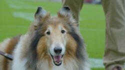 Macot Dogs & Guide Dogs for Runners Macot Dogs & Guide Dogs for Runners