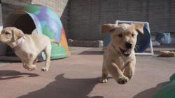 Meet the Dogs Meet the Dogs
