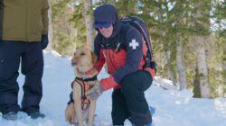 Avalanche Rescue Dogs & The Beagle Brigade Avalanche Rescue Dogs & The Beagle Brigade