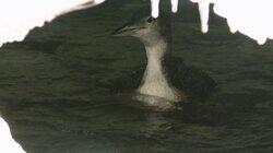 On Thin Ice On Thin Ice