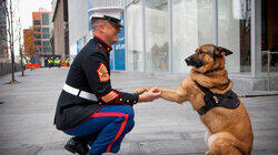 Pets to the Rescue Pets to the Rescue