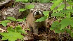 Raccoon Rescue Raccoon Rescue