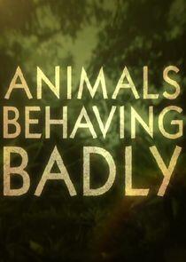 Animals Behaving Badly Animals Behaving Badly