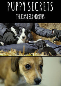 Puppy Secrets: The First Six Months Puppy Secrets: The First Six Months
