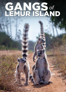 Gangs of Lemur Island Gangs of Lemur Island