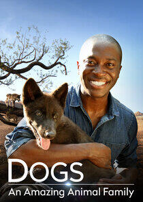 Dogs: An Amazing Animal Family Dogs: An Amazing Animal Family