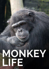 Monkey Life - Season 8 Monkey Life - Season 8