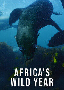 Africa's Wild Year Africa's Wild Year