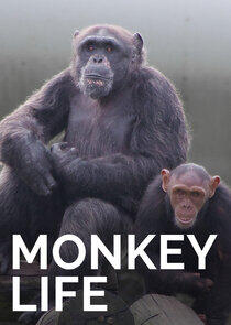 Monkey Life - Season 7 Monkey Life - Season 7