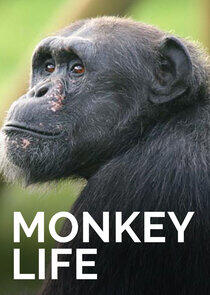 Monkey Life - Season 1 Monkey Life - Season 1